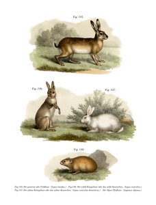 うさぎ、1860 作： German School